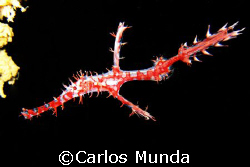 Ornate ghost pipefish. Pearl farm, samal Island. Canon ix... by Carlos Munda 